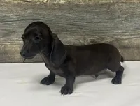 Ace (pie/lh/creme, a male Miniature Dachshund for sale in Aiken, SC – 2 of 3