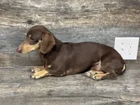 Akc revel (daple/creme/lh, a male Miniature Dachshund for sale in Aiken, SC – 2 of 2