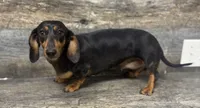 Mama Mia , a female Miniature Dachshund for sale in Aiken, SC – 1 of 1