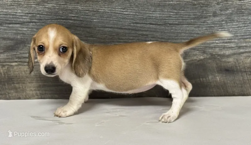 Blondie (crème/pie/lh- Russian dad, a female Miniature Dachshund for sale in Aiken, SC – 1 of 2