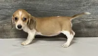 Blondie (crème/pie/lh- Russian dad, a female Miniature Dachshund for sale in Aiken, SC – 1 of 2
