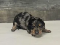 Rock (daple/creme/lh/pie, a male Miniature Dachshund for sale in Aiken, SC – Photo 2 of 3