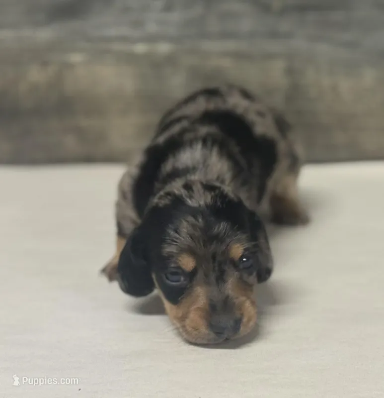 Rock (daple/creme/lh/pie – Miniature Dachshund puppy for sale in Aiken, SC