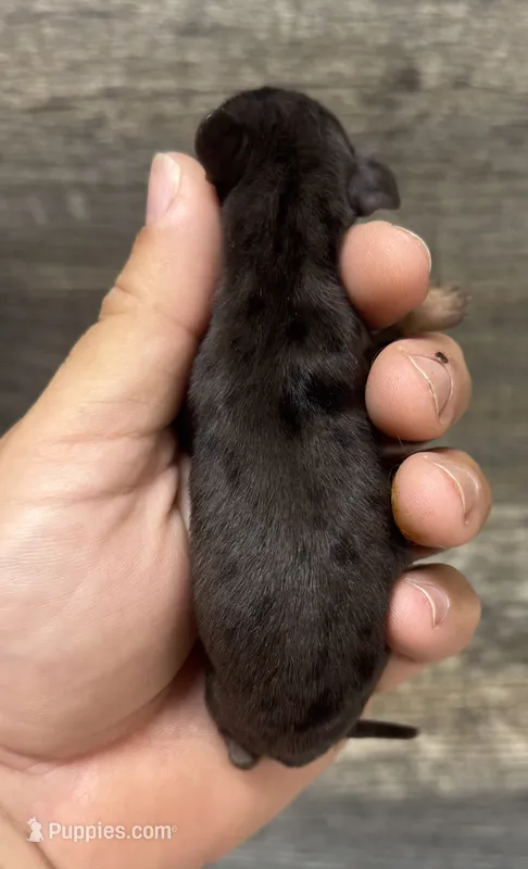 Lady (crème/lh/deluite/dapple – Miniature Dachshund puppy for sale in Aiken, SC