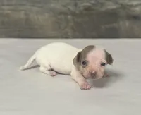 Izzy (daple/pie/deluite, a female Miniature Dachshund for sale in Aiken, SC – Photo 1 of 3