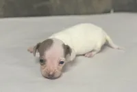 Izzy (daple/pie/deluite, a female Miniature Dachshund for sale in Aiken, SC – Photo 2 of 3