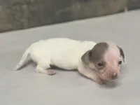 Izzy (daple/pie/deluite, a female Miniature Dachshund for sale in Aiken, SC – Photo 3 of 3