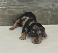 Chip- (daple/creme/lh, a male Miniature Dachshund for sale in Aiken, SC – 2 of 3