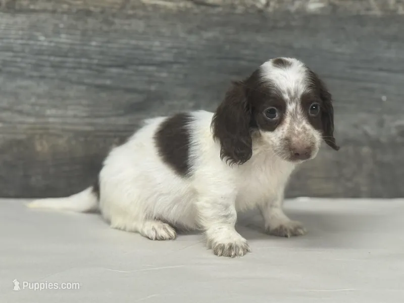 Bud-lh  – Miniature Dachshund puppy for sale in Aiken, SC