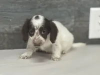 Bud-lh , a male Miniature Dachshund for sale in Aiken, SC – Photo 2 of 2