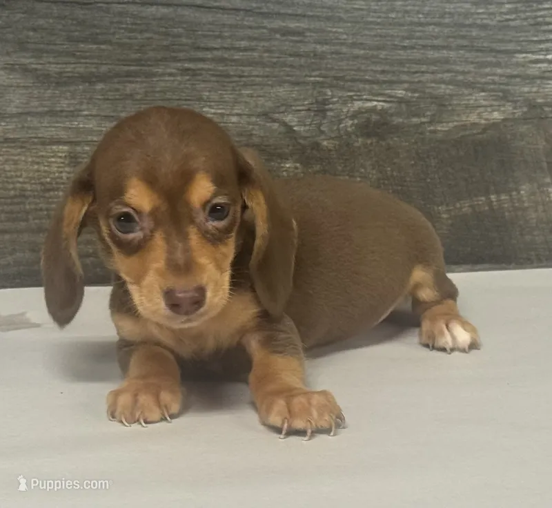 Max (pie/daple/deluite/lh/creme – Miniature Dachshund puppy for sale in Aiken, SC