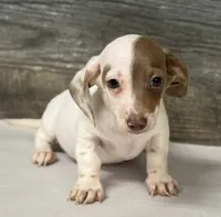 Spot , a male Miniature Dachshund for sale in Aiken, SC – 2 of 3