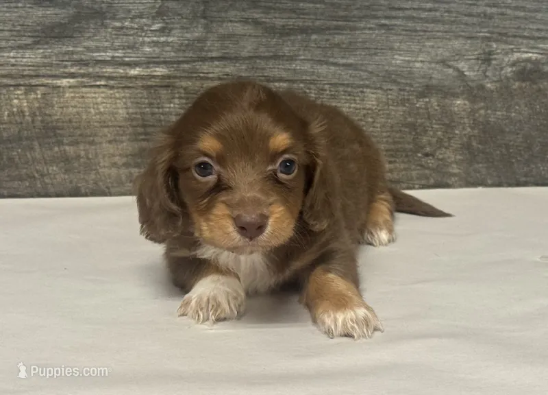 Diva-lh (crème/daple/pie/deluite – Miniature Dachshund puppy for sale in Aiken, SC