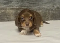 Diva-lh (crème/daple/pie/deluite, a female Miniature Dachshund for sale in Aiken, SC – 1 of 2