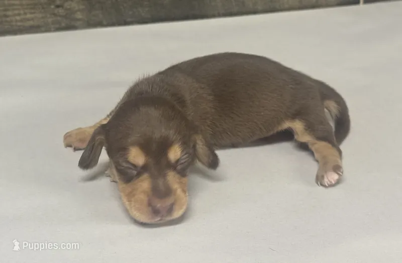 Max (daple/deluite/creme/pie/LH ( poss lh) – Miniature Dachshund puppy for sale in Aiken, SC