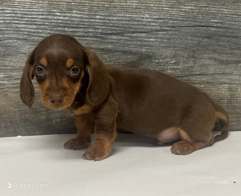 Chex (daple/creme/deluite/pie – Miniature Dachshund puppy for sale in Aiken, SC
