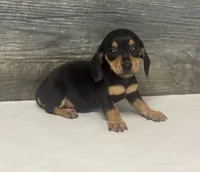 Saddie (daple/creme, a female Miniature Dachshund for sale in Aiken, SC – 3 of 3