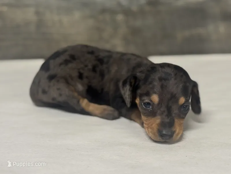 Vin (daple/creme/lh – Miniature Dachshund puppy for sale in Aiken, SC