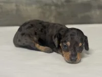 Vin (daple/creme/lh, a male Miniature Dachshund for sale in Aiken, SC – 1 of 2