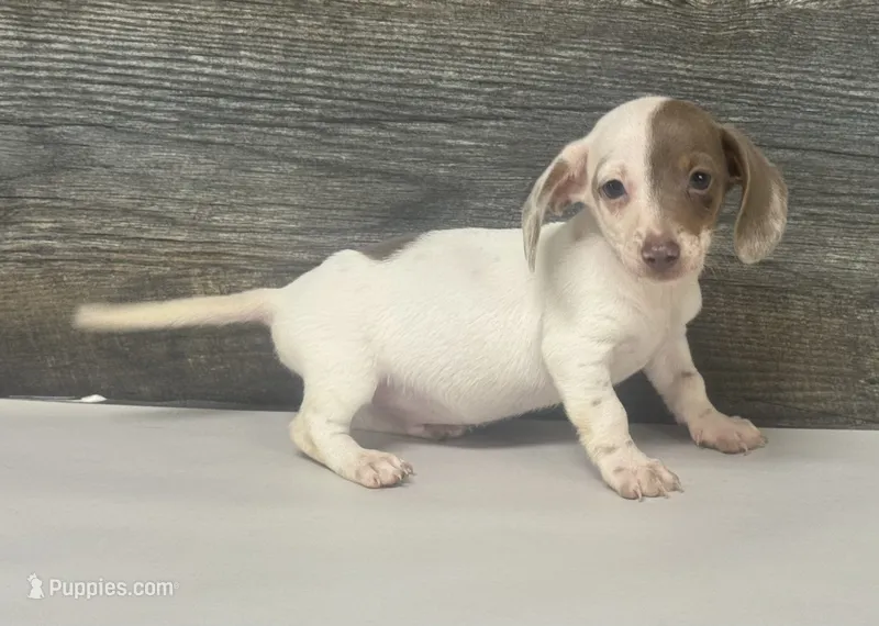 Teddy (Deluite/pie – Miniature Dachshund puppy for sale in Aiken, SC