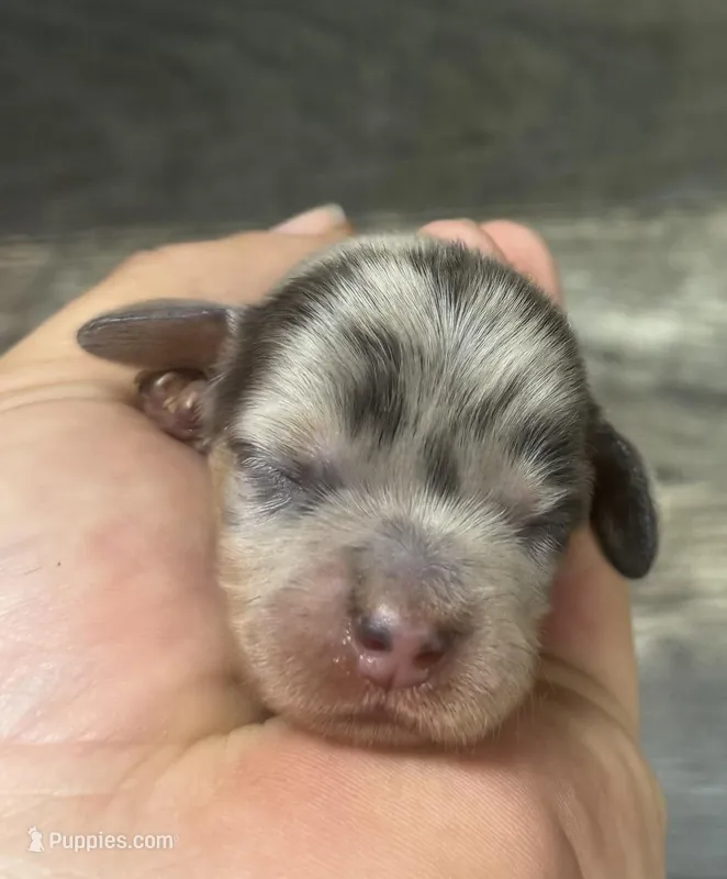 Pebbles (daple/creme/deluite/lh – Miniature Dachshund puppy for sale in Aiken, SC