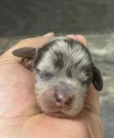 Pebbles (daple/creme/deluite/lh, a female Miniature Dachshund for sale in Aiken, SC – Photo 1 of 2