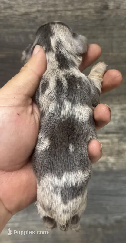 Pebbles (daple/creme/deluite/lh – Miniature Dachshund puppy for sale in Aiken, SC