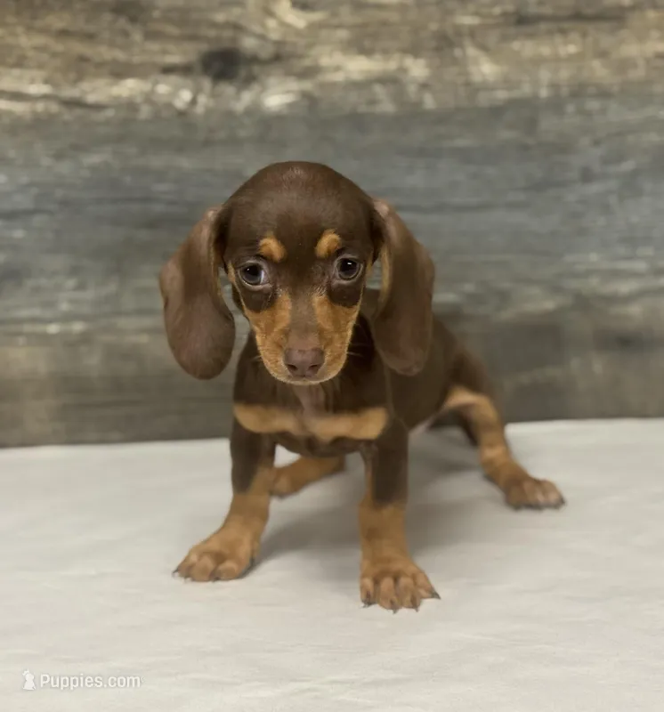 Minnie (crème/daple/pie/lh – Miniature Dachshund puppy for sale in Aiken, SC