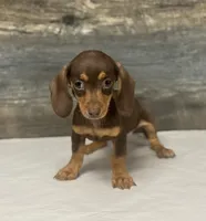 Minnie (crème/daple/pie/lh, a female Miniature Dachshund for sale in Aiken, SC – Photo 1 of 2