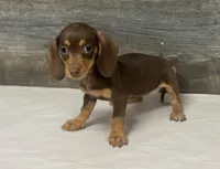 Minnie (crème/daple/pie/lh, a female Miniature Dachshund for sale in Aiken, SC – Photo 2 of 2