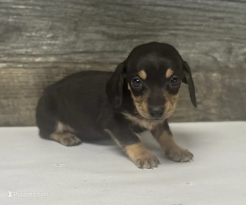 Stub (crème/lh/daple/creme – Miniature Dachshund puppy for sale in Aiken, SC