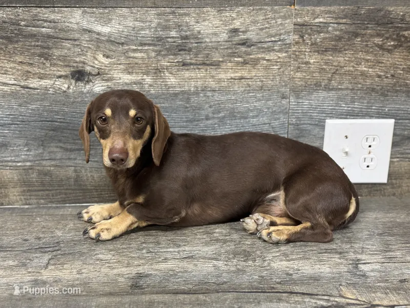 Revel – Miniature Dachshund puppy for sale in Aiken, SC