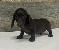 Ace (pie/lh/creme, a male Miniature Dachshund for sale in Aiken, SC – 3 of 3