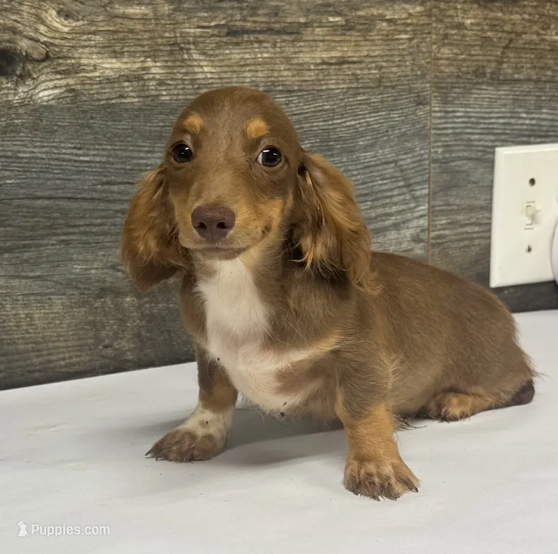 Coco-lh (daple/creme/delute/pie – Miniature Dachshund puppy for sale in Aiken, SC