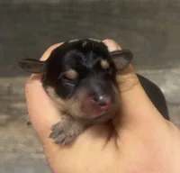 Spot (daple/creme/deluite/lh, a male Miniature Dachshund for sale in Aiken, SC – 2 of 2