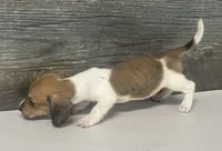 Waffles (crème/choc/pie - Russian dad, a female Miniature Dachshund for sale in Aiken, SC – 3 of 3