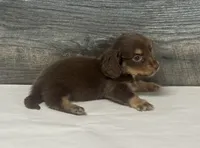 Brownie-lh (crème/deluite/daple/pie, a male Miniature Dachshund for sale in Aiken, SC – 3 of 4