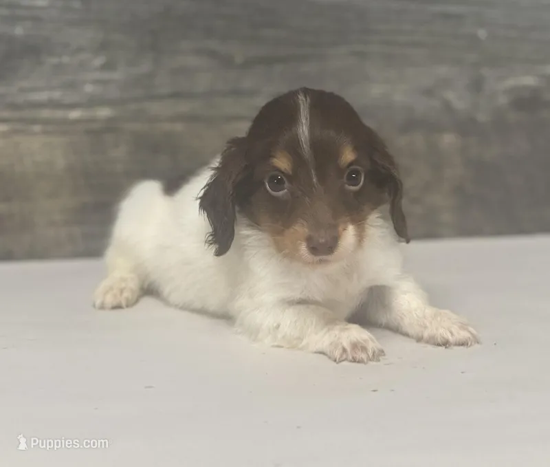 Chex-lh (daple/creme/deluite- Russian dad – Miniature Dachshund puppy for sale in Aiken, SC