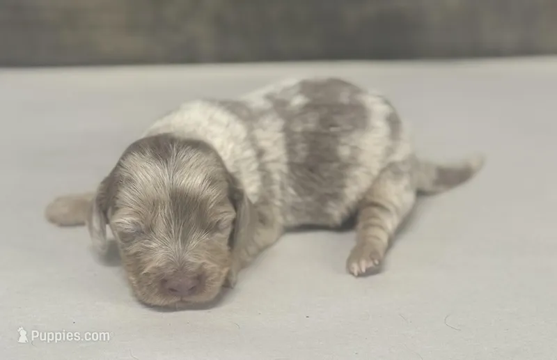 Whiskey-lh (daple/creme/lh/pie – Miniature Dachshund puppy for sale in Aiken, SC