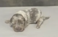 Whiskey-lh (daple/creme/lh/pie, a male Miniature Dachshund for sale in Aiken, SC – Photo 1 of 2