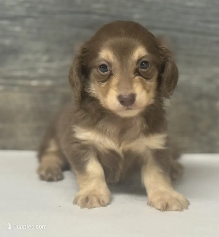 Max-lh (daple/creme – Miniature Dachshund puppy for sale in Aiken, SC