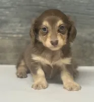 Max-lh (daple/creme, a male Miniature Dachshund for sale in Aiken, SC – 1 of 3