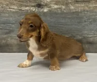 Coco-lh (daple/creme/deluite, a female Miniature Dachshund for sale in Aiken, SC – 3 of 3