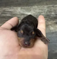 Bud (daple/deluite/creme/lh, a male Miniature Dachshund for sale in Aiken, SC – 2 of 2