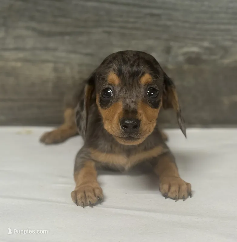 Baby (daple/creme – Miniature Dachshund puppy for sale in Aiken, SC
