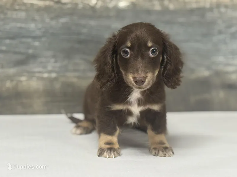 Diseal-lh (daple/creme/pie/deluite – Miniature Dachshund puppy for sale in Aiken, SC