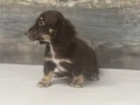 Diseal-lh (daple/creme/pie/deluite, a male Miniature Dachshund for sale in Aiken, SC – Photo 2 of 2