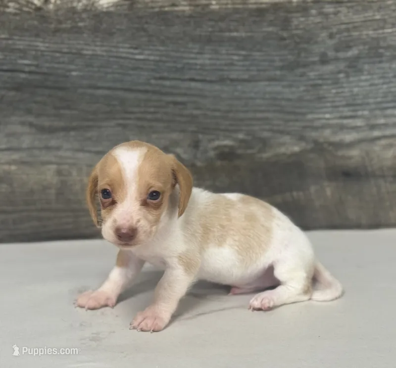 Link (lh/deluite/creme/pie-russian dad – Miniature Dachshund puppy for sale in Aiken, SC