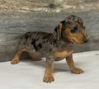 Baby (daple/creme/lh, a female Miniature Dachshund for sale in Aiken, SC – 2 of 3