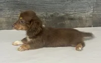 Coco-lh (crème/deluite/daple/pie, a female Miniature Dachshund for sale in Aiken, SC – 3 of 3